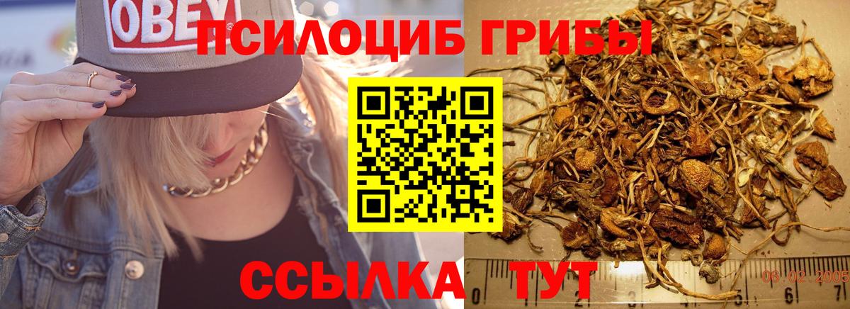 что такое наркотик  Псилоцибиновые грибы мухоморы  Вход с VPN  Барнаул  Псилоцибиновые грибы Psilocybe 